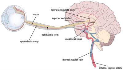 Advances in retinal imaging biomarkers for the diagnosis of cerebrovascular disease